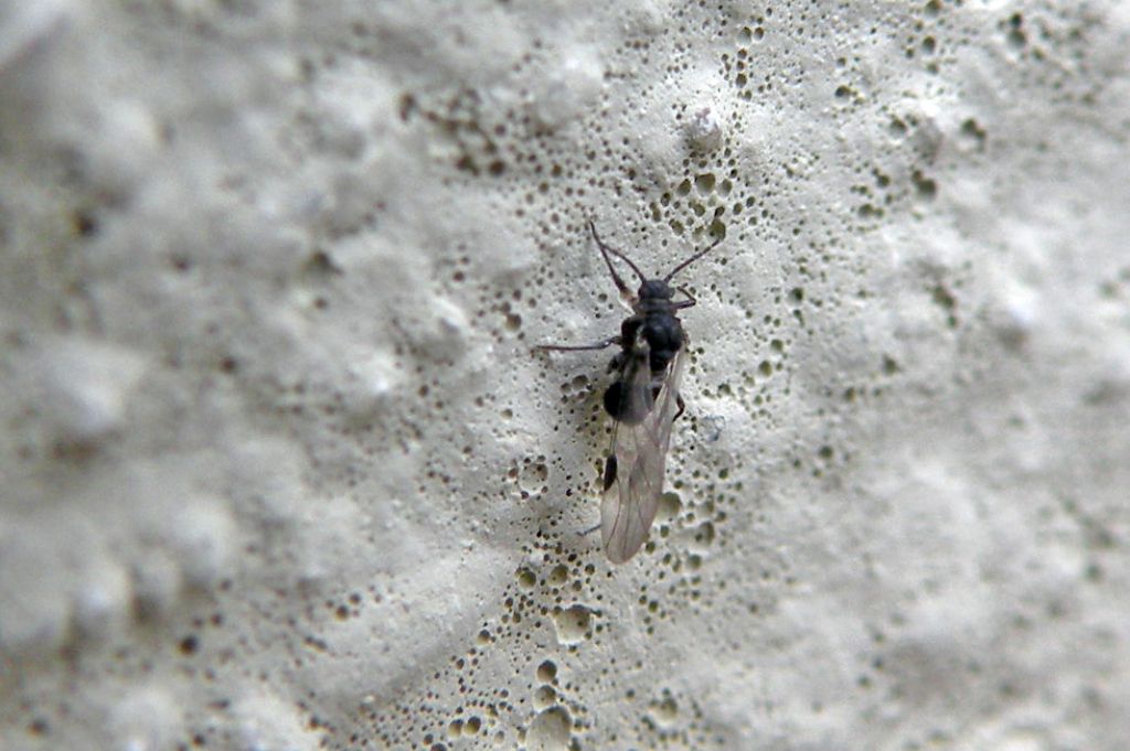 Aphididae: Anoecia corni